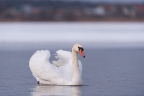 Swan