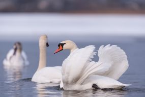 Swans