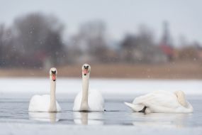 Swans