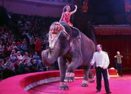 Animal trainer with elephant Maya