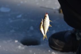 Fish