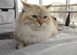 Сибірська кішка