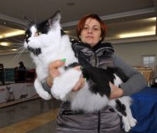 Кот мейн-кун и его хозяйка