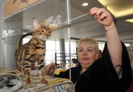 Бенгальская кошка и ее хозяйка