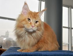 Кот мейн-кун