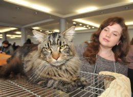 Кот мейн-кун и его хозяйка