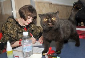 Судья оценивает кота