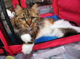 Сибирский кот