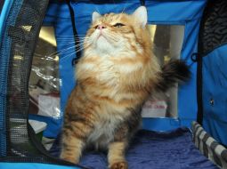 Сибирский кот