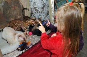 Дети рассматривают бенгальских котят