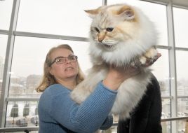 Сибирская кошка