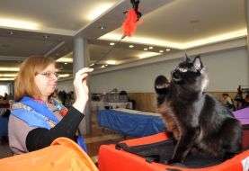 Кот мейн-кун и его хозяйка