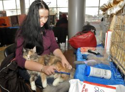 Кошка мейн-кун и его хозяйка