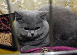 Британский кот