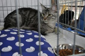 Кот мейн-кун