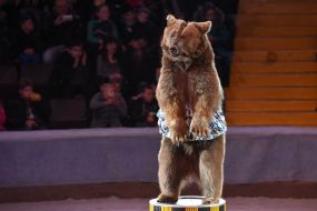 Дрессированный медведь