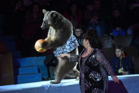Дрессированный медведь
