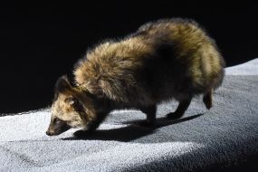 Енотовидная собака