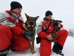 Rescuers with dogs