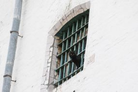 Black cat
