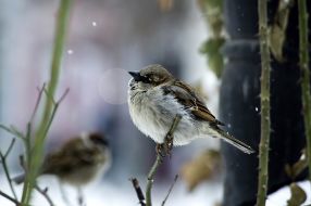 Sparrows