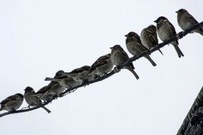 Sparrows