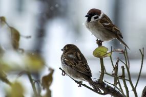 Sparrows