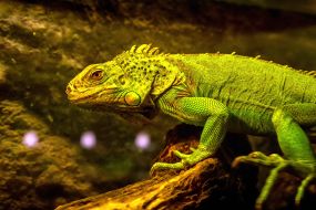 Бородатая агама в террариуме