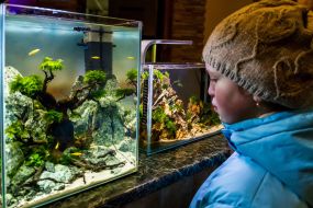 The girl is considering miniature aquariums