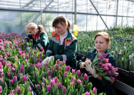 Employees of the greenhouse and hothouse economy