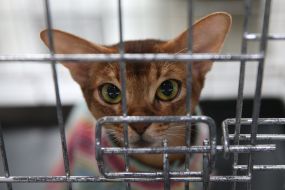 «Битва» котов-гигантов