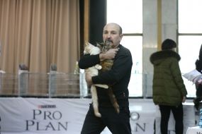 Котята породы мейн-кун