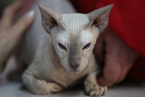 «Битва» котов-гигантов