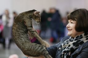 «Битва» котов-гигантов