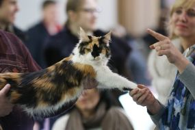 Кот породы мейн-кун