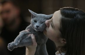 Кот породы британский короткошерстный