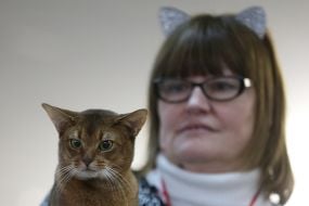 «Битва» котов-гигантов