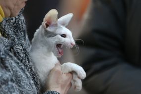 «Битва» котов-гигантов