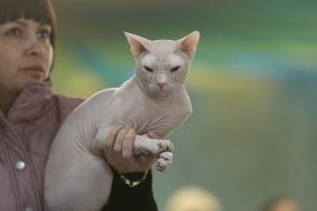 «Битва» котов-гигантов