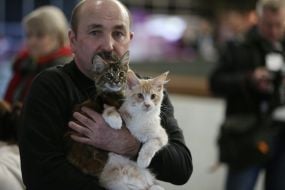 Котята породы мейн-кун