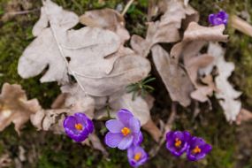 Crocus flowering