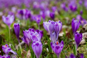Crocus flowering