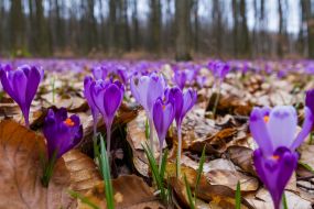 Crocus flowering