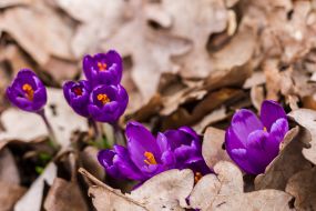 Crocus flowering
