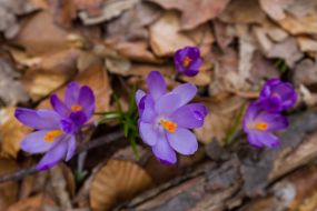 Crocus flowering
