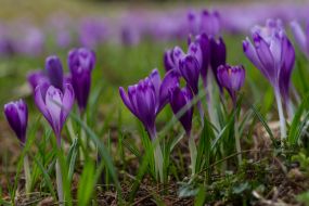 Crocus flowering