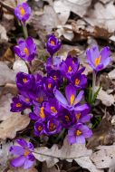 Crocus flowering