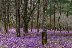 Crocus flowering