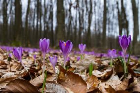 Crocus flowering