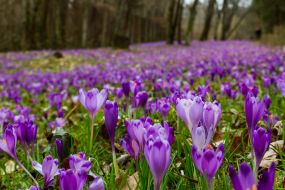 Crocus flowering